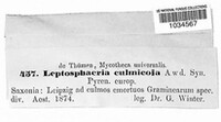 Leptosphaeria culmicola image